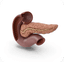Endocrinology