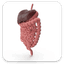 Gastroenterology