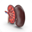 Urology